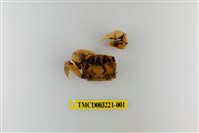 藏品(圓額新脹蟹)的圖片